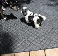 Magnolia is a  havashu !  havanese shihtzu mix, a female Havanese and Shih Tzu for sale in Thayer, KS – 2 of 10