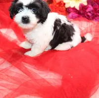 Magnolia  havashu  havanese/shihtzu, a female Havanese and Shih Tzu for sale in Thayer, KS – 3 of 10