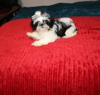 Tiny Girl AKC , a female Shih Tzu for sale in Thayer, KS – 3 of 9