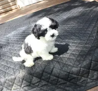 Magnolia is a  havashu !  havanese shihtzu mix, a female Havanese and Shih Tzu for sale in Thayer, KS – 3 of 10