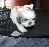 Small akc purebred  Trinket, a female Shih Tzu for sale in Thayer, KS – 5 of 9