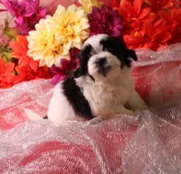 Dozer havanese shih-tzu  , a male Havanese and Shih Tzu for sale in Thayer, KS – 8 of 10