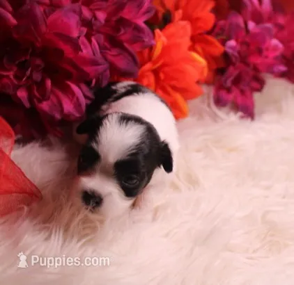 Diesel    havashu – Havanese, Shih Tzu puppy for sale in Thayer, KS