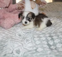 Cozy, a female Havanese for sale in Thayer, KS – 5 of 9