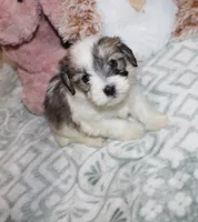 Cozy, a female Havanese for sale in Thayer, KS – 2 of 9