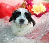 Dozer havanese shih-tzu  , a male Havanese and Shih Tzu for sale in Thayer, KS – 2 of 10