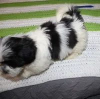 I'm a havashu !  small Dozer havanese - shih-tzu  , a male Havanese and Shih Tzu for sale in Thayer, KS – 7 of 10