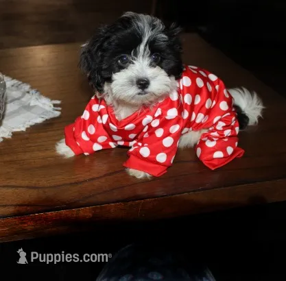 Havashu   Daffodil – Shih Tzu puppy for sale in Thayer, KS