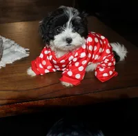Havashu   Daffodil, a female Shih Tzu for sale in Thayer, KS – 1 of 9