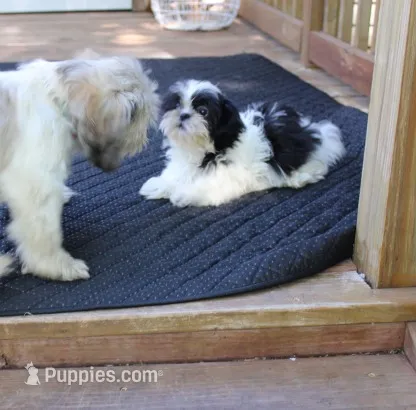 Small  AKC  Purebred Shih tzu  – Shih Tzu puppy for sale in Thayer, KS