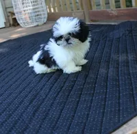 tiny  akc purebred f, a female Shih Tzu for sale in Thayer, KS – 9 of 10