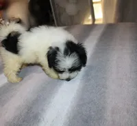 Cider M., a male Havanese for sale in Thayer, KS – 4 of 9