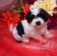 Magnolia  havashu  havanese/shihtzu, a female Havanese and Shih Tzu for sale in Thayer, KS – 8 of 10