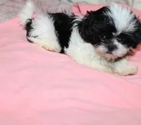 JellyBean, a female Shih Tzu for sale in Thayer, KS – Photo 6 of 10