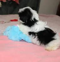 JellyBean, a female Shih Tzu for sale in Thayer, KS – Photo 2 of 10