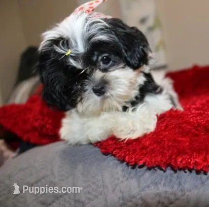 Small  Gorgeous akc purebred  – Shih Tzu puppy for sale in Thayer, KS