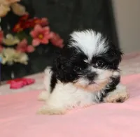 JellyBean, a female Shih Tzu for sale in Thayer, KS – Photo 1 of 10