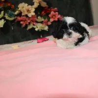 JellyBean, a female Shih Tzu for sale in Thayer, KS – Photo 8 of 10