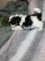 JellyBean, a female Shih Tzu for sale in Thayer, KS – Photo 10 of 10