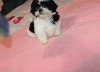 JellyBean, a female Shih Tzu for sale in Thayer, KS – Photo 3 of 10