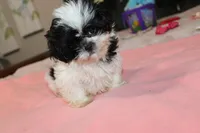 JellyBean, a female Shih Tzu for sale in Thayer, KS – Photo 4 of 10