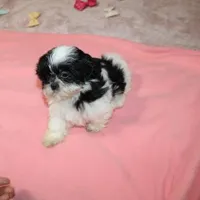 JellyBean, a female Shih Tzu for sale in Thayer, KS – Photo 7 of 10