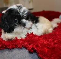Small  Gorgeous akc purebred , a female Shih Tzu for sale in Thayer, KS – Photo 2 of 10