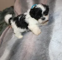 JellyBean, a female Shih Tzu for sale in Thayer, KS – Photo 9 of 10