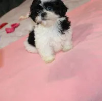 JellyBean, a female Shih Tzu for sale in Thayer, KS – Photo 5 of 10