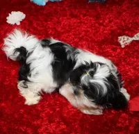 Small  Gorgeous akc purebred , a female Shih Tzu for sale in Thayer, KS – Photo 3 of 10