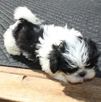 Thumper Purebred Shih tzu, a male Shih Tzu for sale in Thayer, KS – Photo 5 of 10