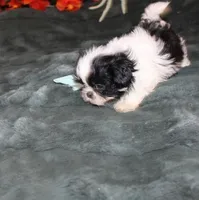 Thumper, a male Shih Tzu for sale in Thayer, KS – Photo 2 of 7