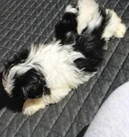 Thumper Purebred Shih tzu, a male Shih Tzu for sale in Thayer, KS – Photo 7 of 10