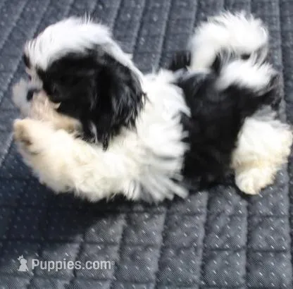 Thumper – Shih Tzu puppy for sale in Thayer, KS