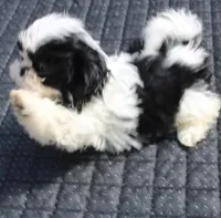 Thumper Purebred Shih tzu, a male Shih Tzu for sale in Thayer, KS – Photo 1 of 10