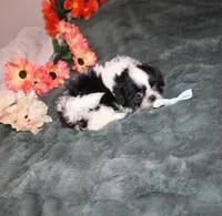 Thumper, a male Shih Tzu for sale in Thayer, KS – Photo 6 of 7