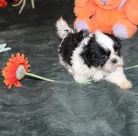 Thumper, a male Shih Tzu for sale in Thayer, KS – Photo 1 of 7