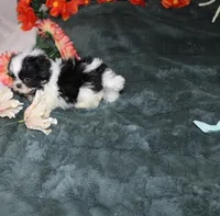 Thumper, a male Shih Tzu for sale in Thayer, KS – Photo 7 of 7