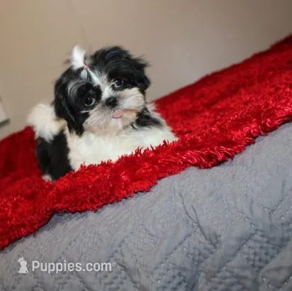 Small  AKC  Purebred Shih tzu  – Shih Tzu puppy for sale in Thayer, KS