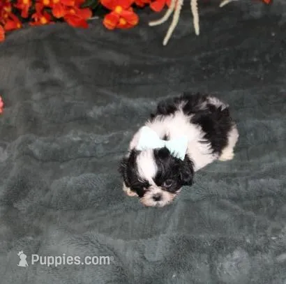 Small  AKC  Purebred Shih tzu  – Shih Tzu puppy for sale in Thayer, KS