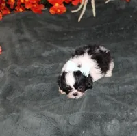 Thumper, a male Shih Tzu for sale in Thayer, KS – Photo 3 of 7