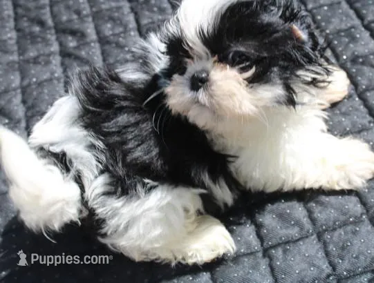 Thumper Purebred Shih tzu – Shih Tzu puppy for sale in Thayer, KS