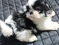 Thumper Purebred Shih tzu, a male Shih Tzu for sale in Thayer, KS – Photo 2 of 10