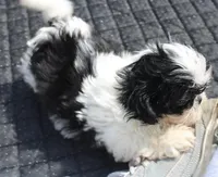 Thumper Purebred Shih tzu, a male Shih Tzu for sale in Thayer, KS – Photo 4 of 10