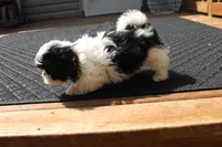 Thumper Purebred Shih tzu, a male Shih Tzu for sale in Thayer, KS – Photo 6 of 10