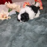 Thumper, a male Shih Tzu for sale in Thayer, KS – Photo 4 of 7