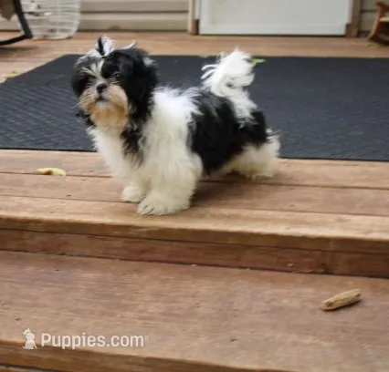 Small  AKC  Purebred Shih tzu  – Shih Tzu puppy for sale in Thayer, KS