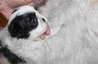 Binki purebred shih tzu Small  AKC choc, a female Shih Tzu for sale in Thayer, KS – 7 of 9