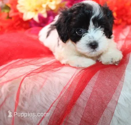 Daffodil  havashu   havanese/shih tzu  small – Havanese, Shih Tzu puppy for sale in Thayer, KS