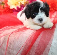 Daffodil  havashu   havanese/shih tzu  small, a female Havanese and Shih Tzu for sale in Thayer, KS – 1 of 10